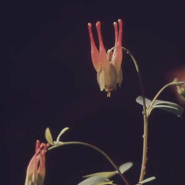 暗い背景に咲いた2つの花のクローズアップ。